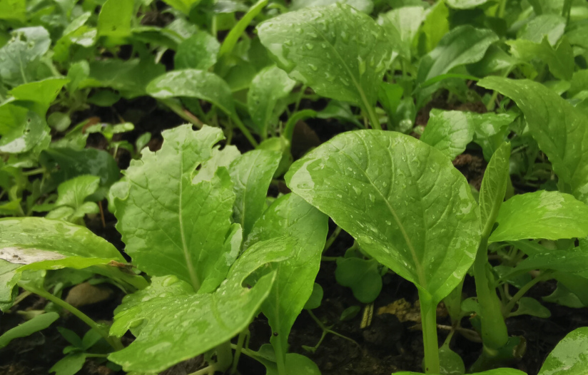 陰雨天蔬菜管理要點有哪些?需要注意什么?