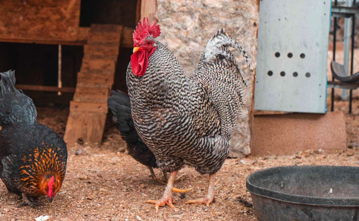 散養雞怎么飼喂不浪費?有哪些方法?