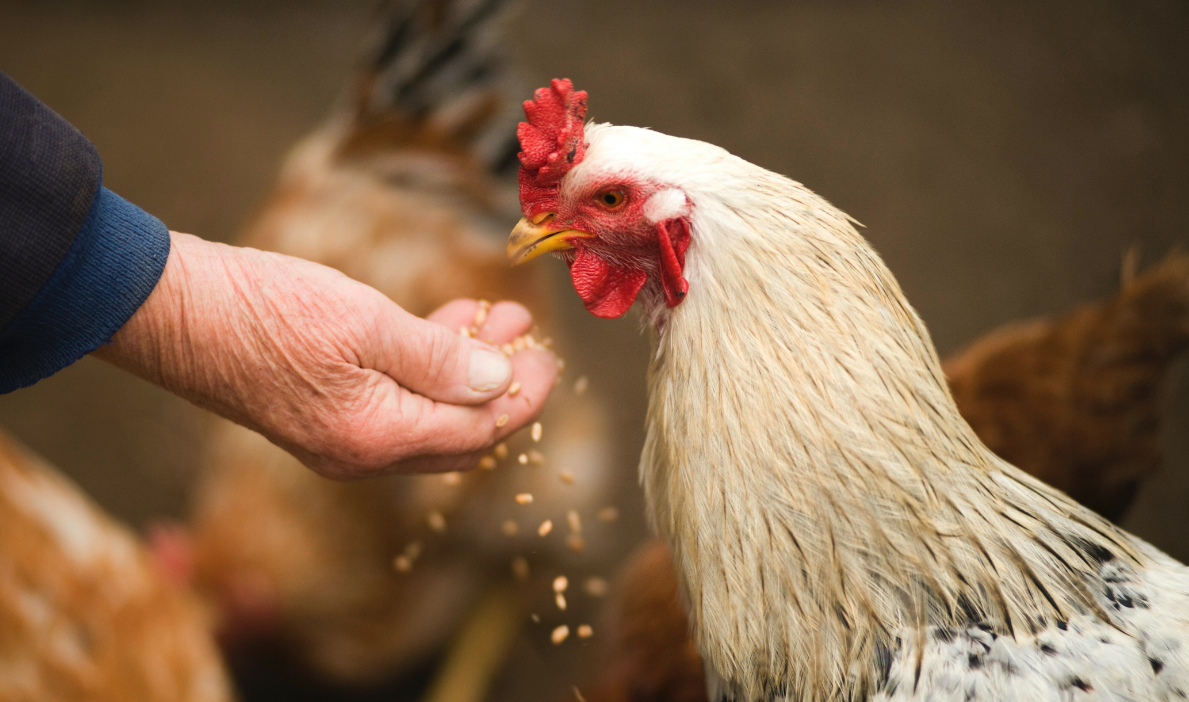 散養雞怎么飼喂不浪費?有哪些方法?
