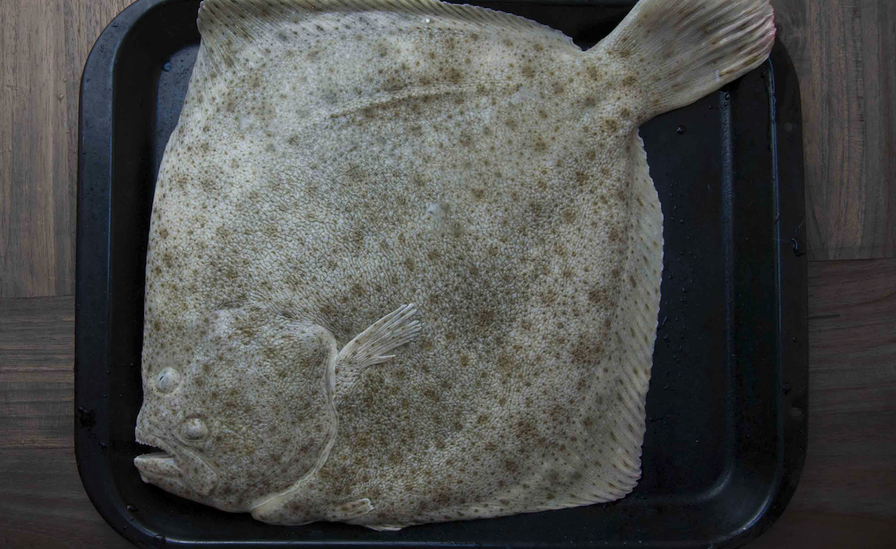 多寶魚養殖注意事項?有哪些措施?