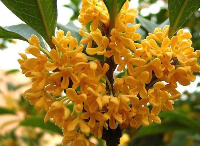 桂花如何養殖才養得好?需要注意什么?