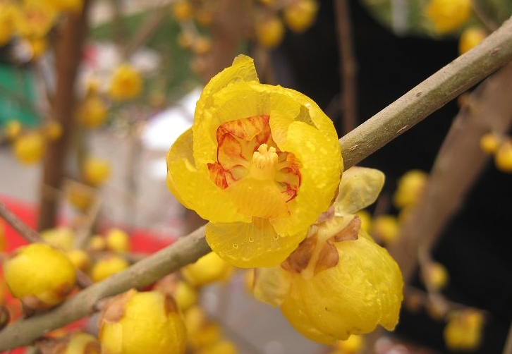 臘梅對生態(tài)環(huán)境有什么要求?是什么時候開花?
