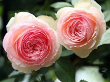 <strong>什么是月季花？如何種植跟維護(hù)？</strong>