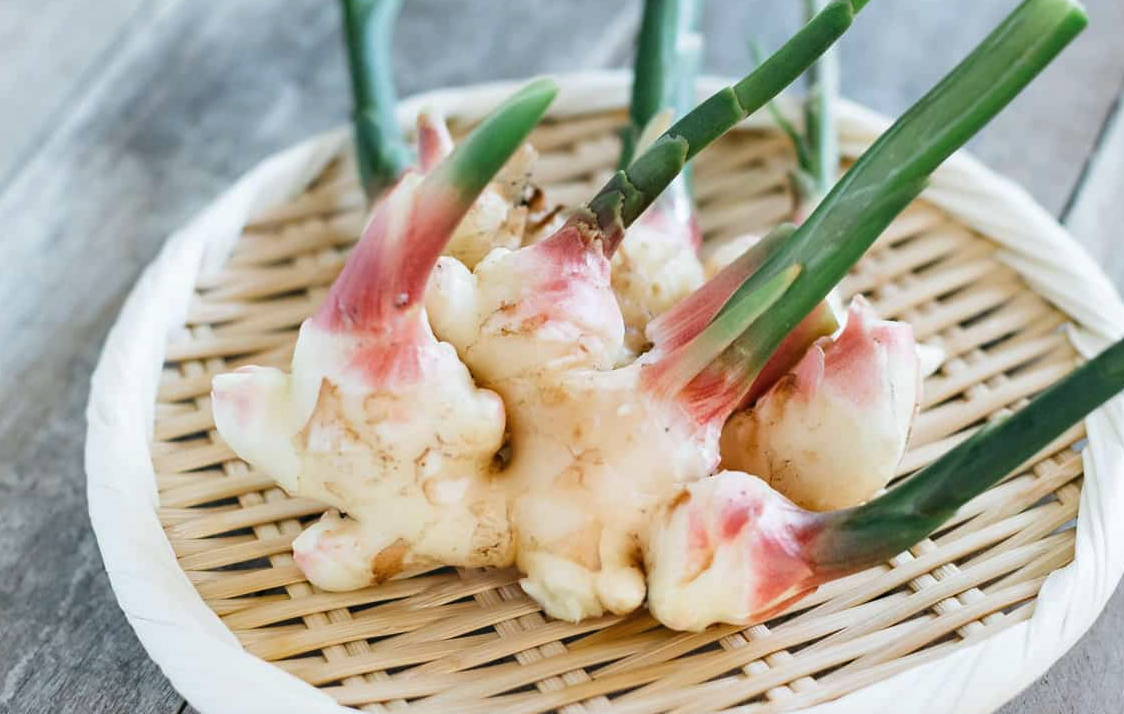 遵義大白姜品種的特點和種植條件有哪些?