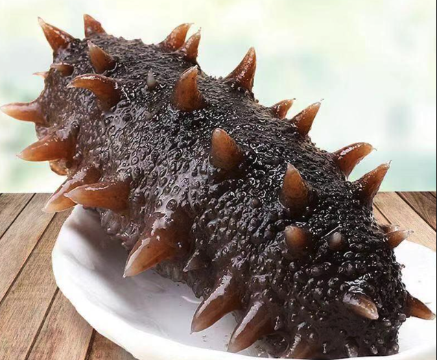 海參綱的主要特征是什么?