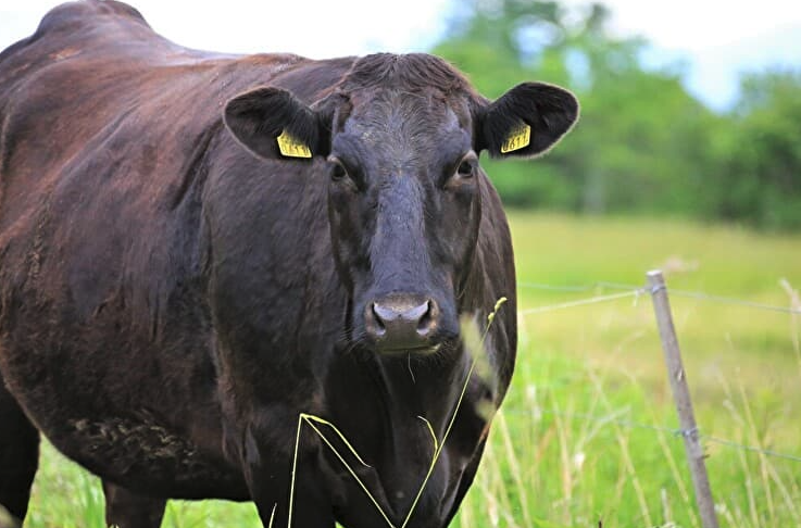 肉牛的營養(yǎng)需要與有機飼料分別指的是什么?