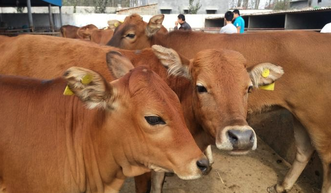 肉牛的營養(yǎng)需要與有機飼料分別指的是什么?