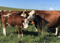 <strong>什么是有機飼養方式和飼養管理？有什么區別</strong>