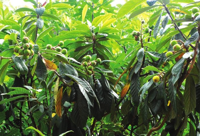 琵琶保花保果然后實施?這樣做會不會提高產量?