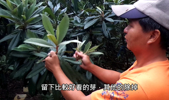 如何對枇杷樹進行整形修枝?需要注意哪些問題?