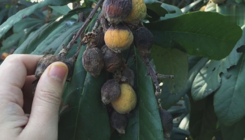 琵琶樹的蟲害有多少種?該怎么防治?