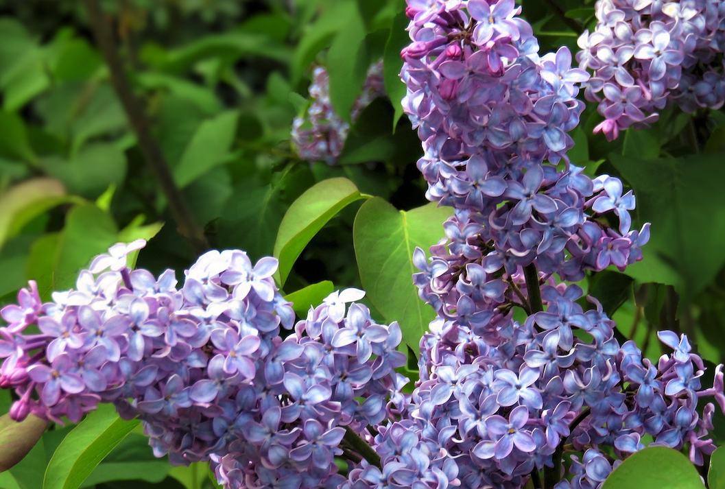 丁香花又叫什么名字?有哪些形態(tài)特征?