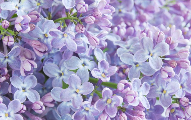 丁香花又叫什么名字?有哪些形態(tài)特征?