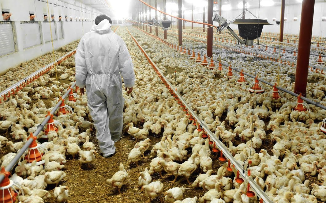 養殖業如何防治動物疫病?有哪些措施?