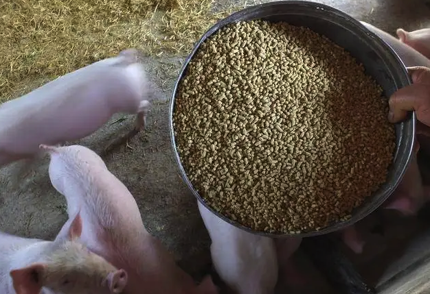 豬飼料里面的蛋白質主要是哪些,能起什么作用?