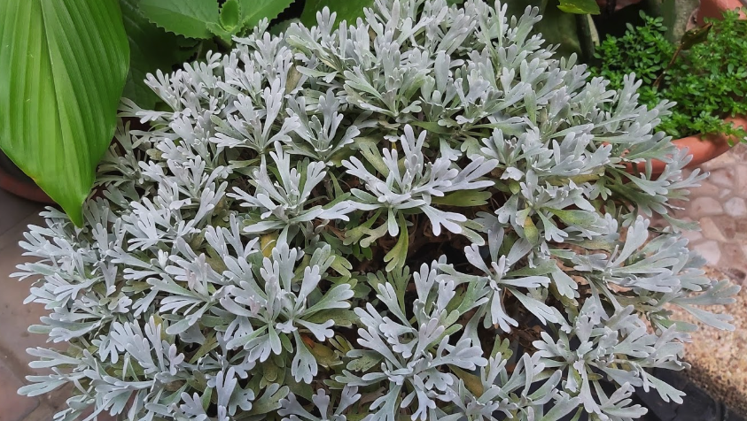 草芙蓉的原產地在哪里,如何在路邊種植?