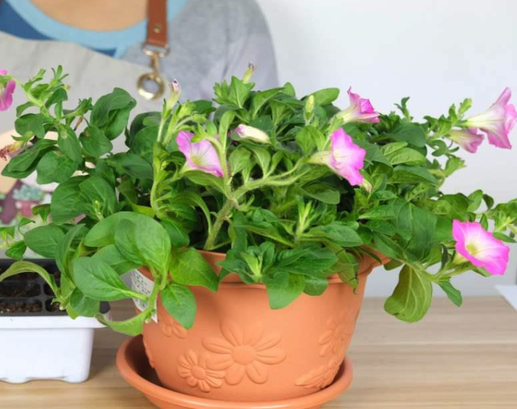 矮牽牛花的形態特征,如何在室內養殖?