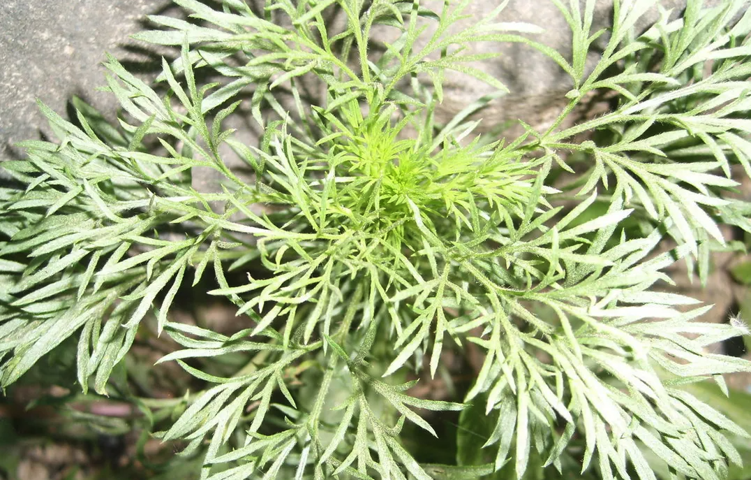 茵陳草的播種時間和技巧有哪些?