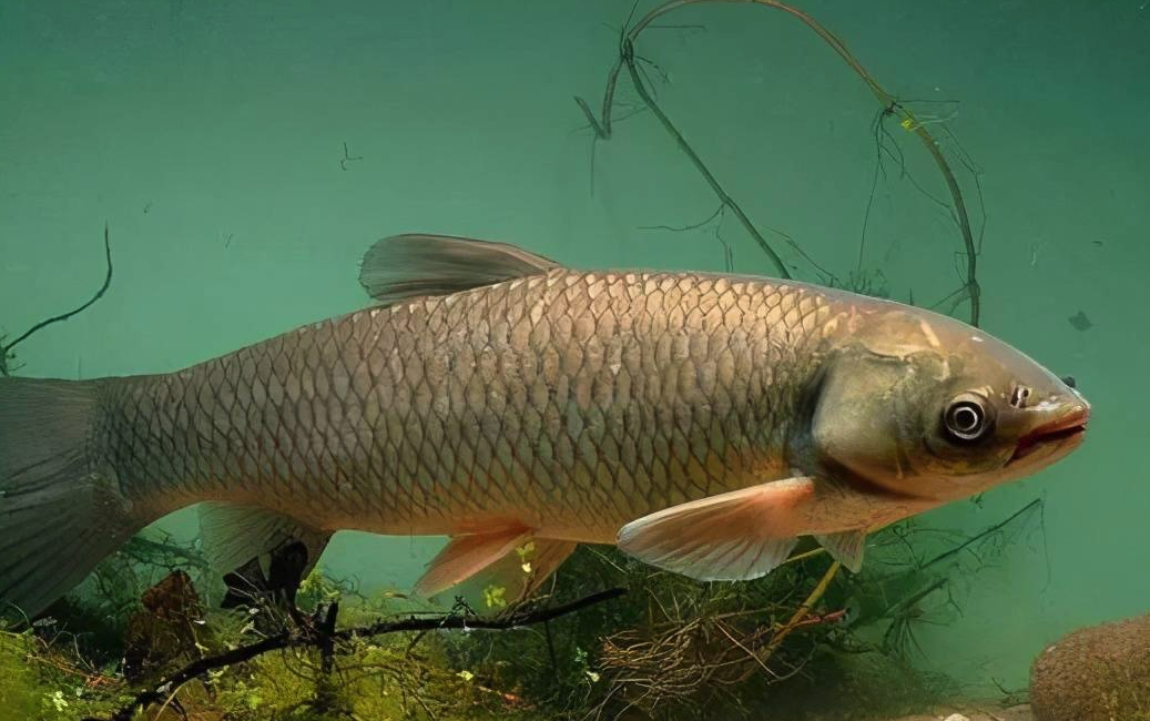草魚養殖常用的青飼料有哪些?