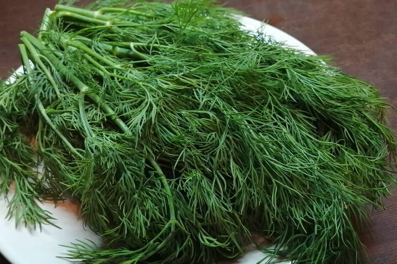 茴香一畝地播種量是多少?如何合理種植?