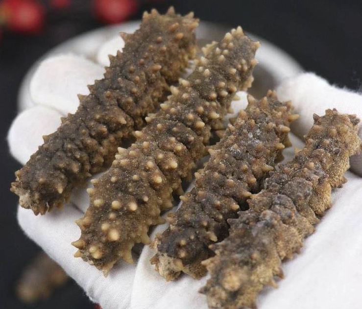 刺參的形態特點是什么,有哪些藥用價值?