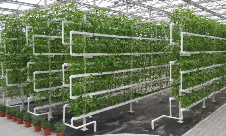 大棚里面可以無(wú)土種植嗎,需要什么條件?