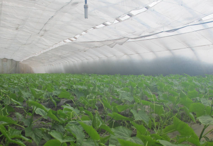 給大棚消毒的福爾馬林熏蒸法如何進行的?
