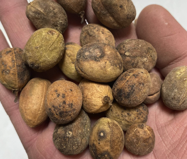 巴豆的生長環(huán)境怎么樣,有哪些用途?