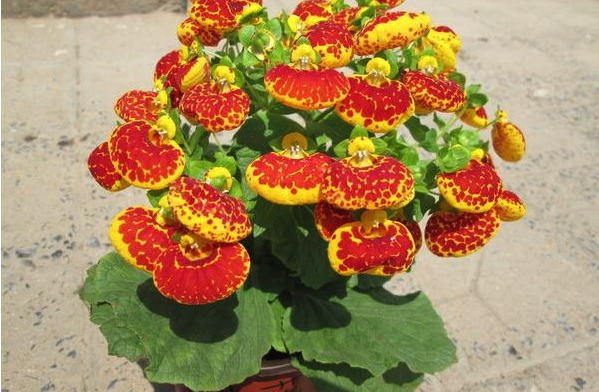 蒲包花什么時候開花,對水肥陽光有什么要求?