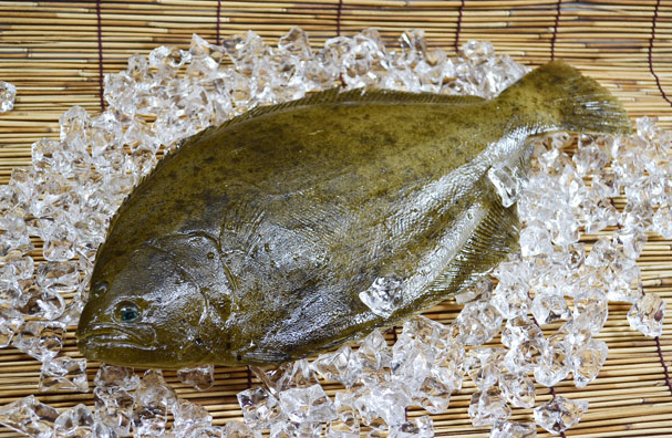 鰈魚的生活價值環(huán)境怎么樣,有哪些營養(yǎng)?