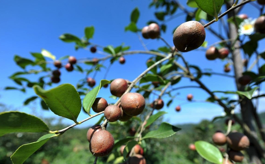 油茶種植時間和方法有哪些?