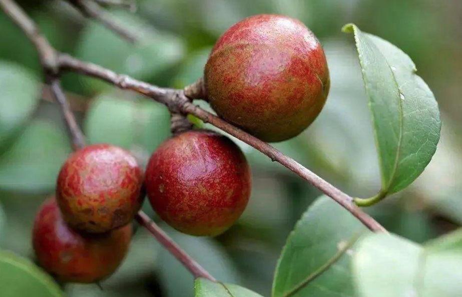 我國油茶種植基地在哪里?分布廣泛嗎?