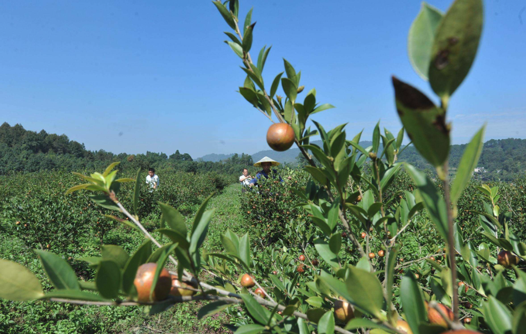 我國油茶種植基地在哪里?分布廣泛嗎?