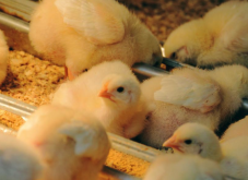 <strong>雛雞飼料和成年雞飼料有什么區別，怎么搭配?</strong>