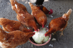 <strong>雞飼料中需要加入肉類嗎，能起到什么作用?</strong>