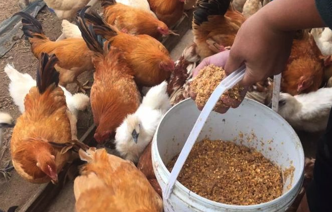 雞飼料中需要加入肉類嗎,能起到什么作用?