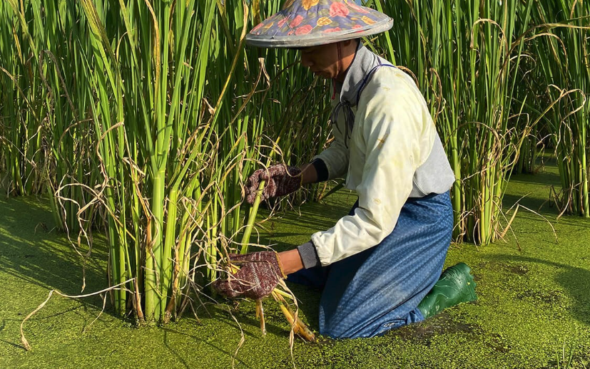 種植茭白如何選種株?有哪些選擇條件?