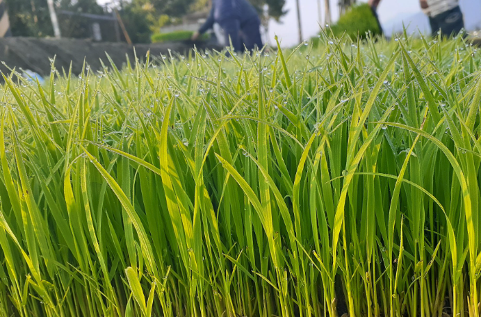 塑料大棚育苗和露地育苗有什么區別,有哪些優勢?