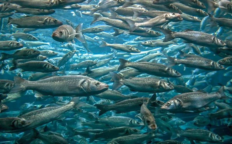 鯡魚(yú)有哪些形態(tài)特征,主要分布在哪些海域?