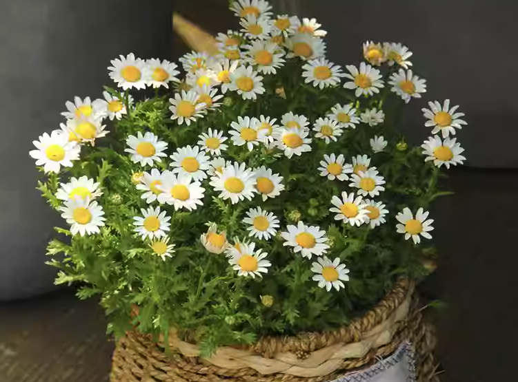 雛菊的花期是什么時候,可以多次移栽嗎?