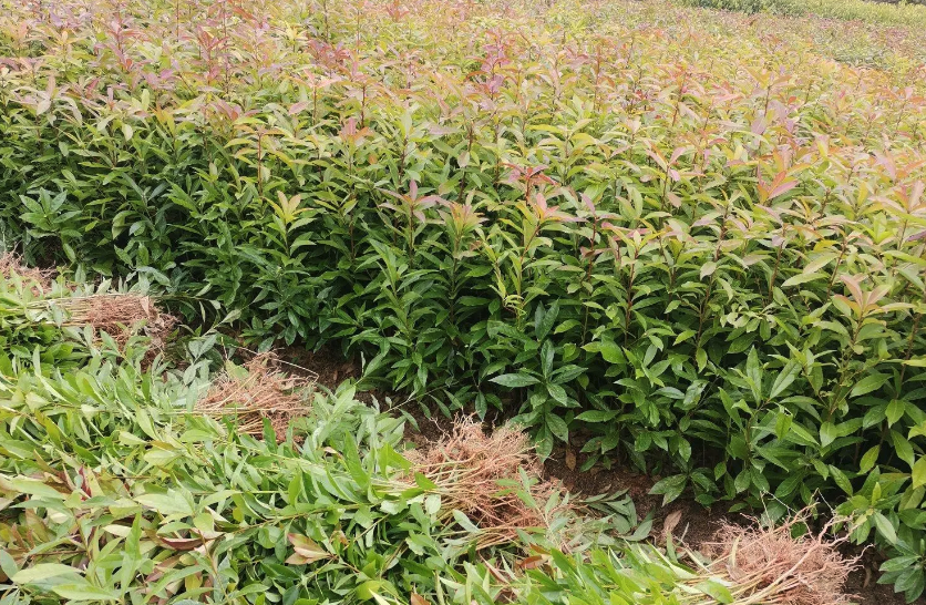 苗木種植需要防止啄木鳥嗎,有哪些辦法?