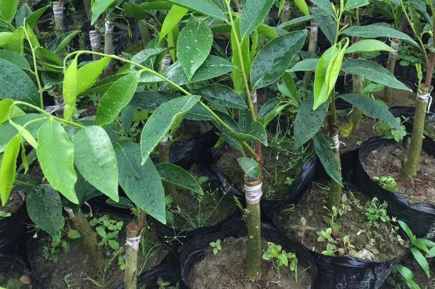 苗木種植需要防止啄木鳥嗎,有哪些辦法?