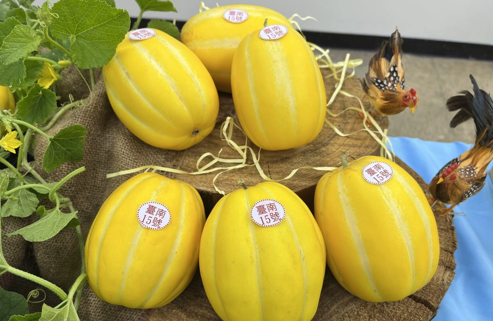 厚皮甜瓜的蔓枯病是什么,應(yīng)該如何防治?