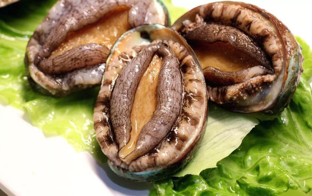 帝王鮑有哪些形態特征,如何進行養殖?
