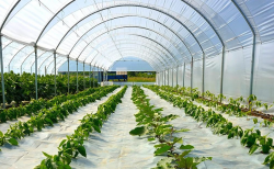 <strong>塑料大棚作坊式種植和工廠式種植有什么區別，有什么特點？</strong>