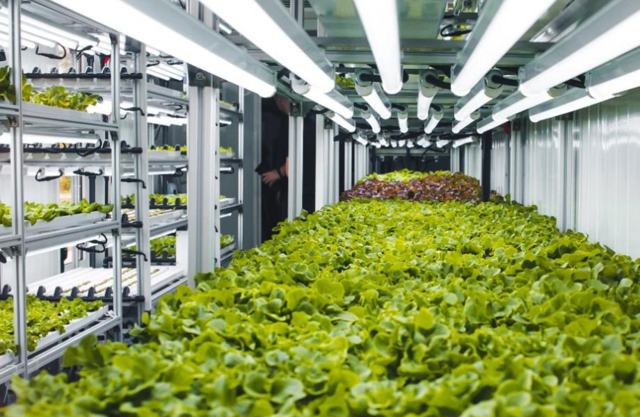 塑料大棚作坊式種植和工廠式種植有什么區(qū)別,有什么特點?