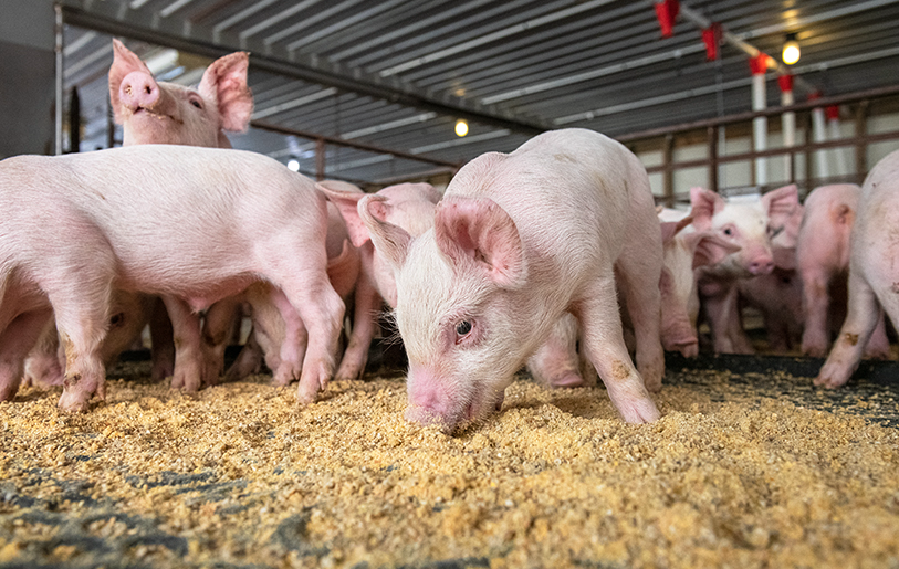 豬飼料中的谷物類飼料主要有哪些,如何搭配?