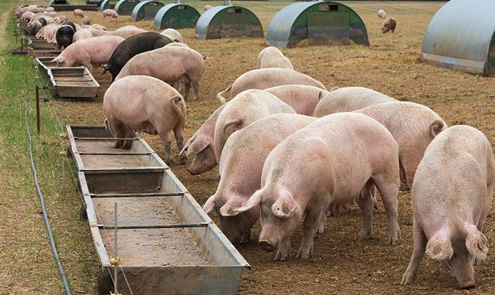 豬飼料中的谷物類飼料主要有哪些,如何搭配?