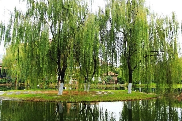 什么植物易出現(xiàn)在沼澤地,有什么特點(diǎn)?
