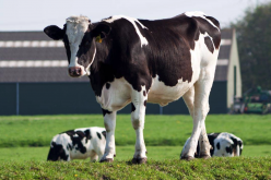 <strong>奶牛飼料中加入哪些食物可以促進產(chǎn)奶？</strong>